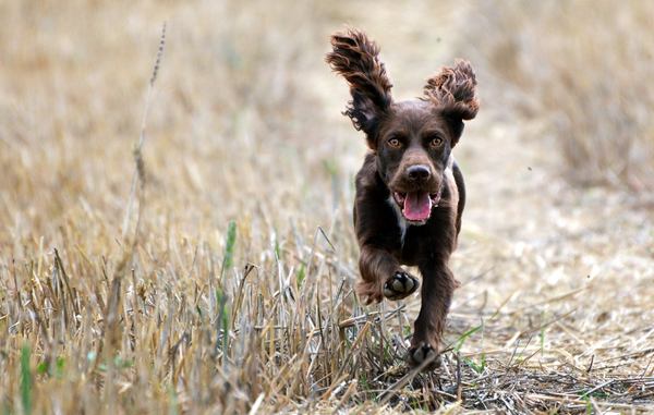 Tell me about your Cocker Spaniels :)