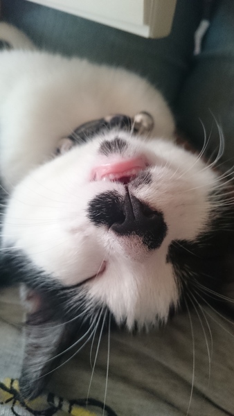 Can we have a cute kitten picture thread
