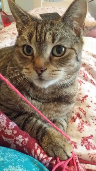 Zombie and Woolly Hugs. Come and find out about Candy's Hugs, we need your help.