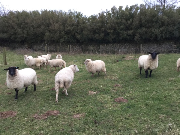 Zombie and Woolly Hugs. Our second thread! Come and find out about Candy's Hugs, all very welcome.