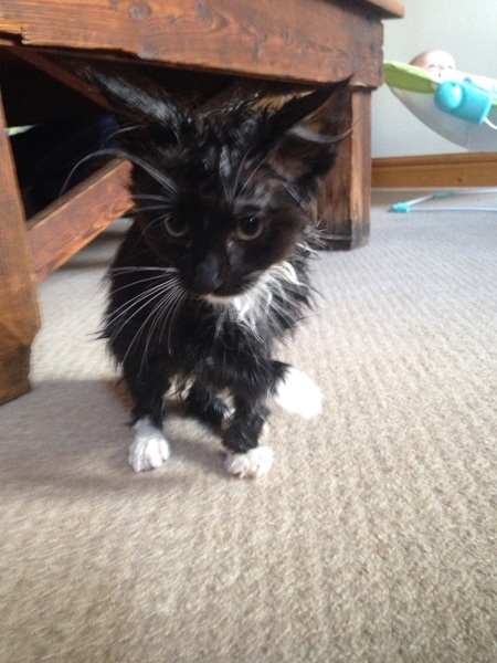 How to clean my filthy cat?
