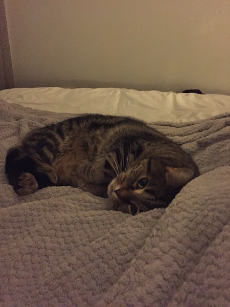 The five different types of cat personality