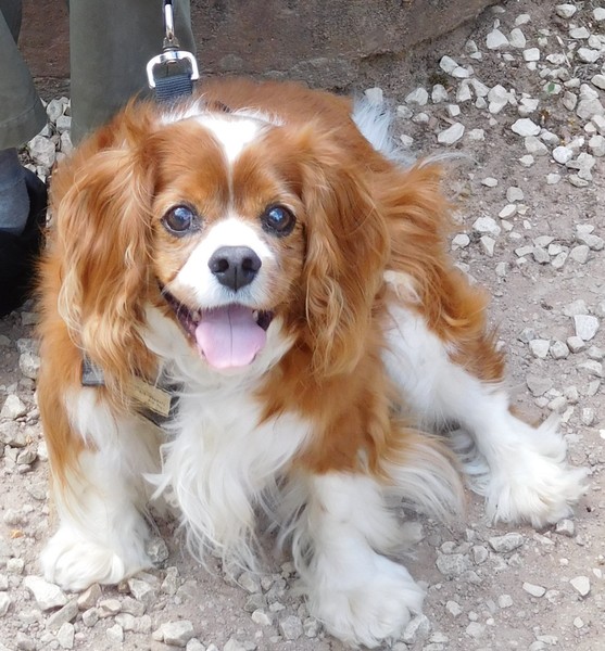 Tell me about Cavalier King Charles Spaniels