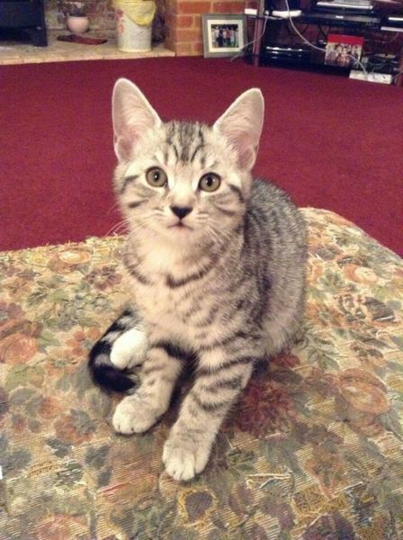 Zombie and Woolly Hugs. Come and find out about Candy's Hugs, we need your help.