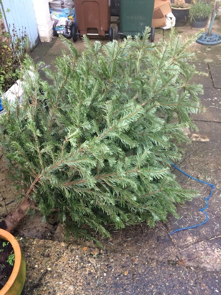 Show Us Your TREES!