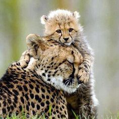 Cute baby animals!! Totally not feminist