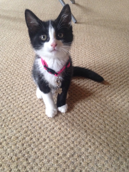 Can we have a cute kitten picture thread