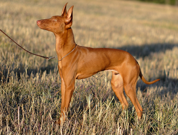 If you could have any dog breed in the world...