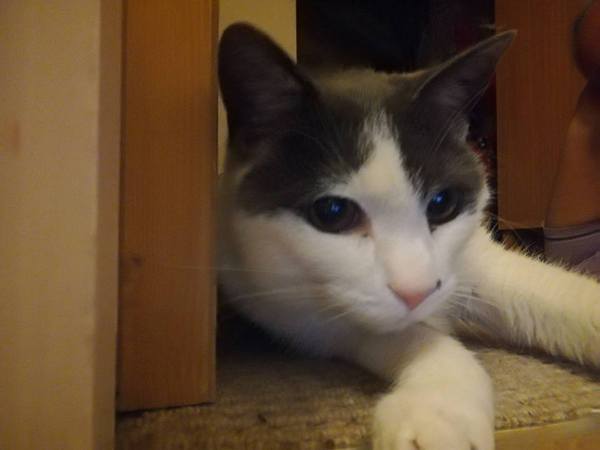 I'm now officially cat staff!