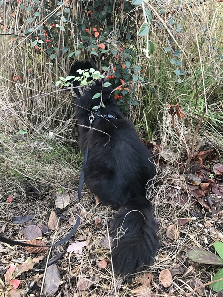 Lead training a cat?