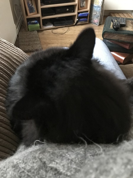 Cuddly cats