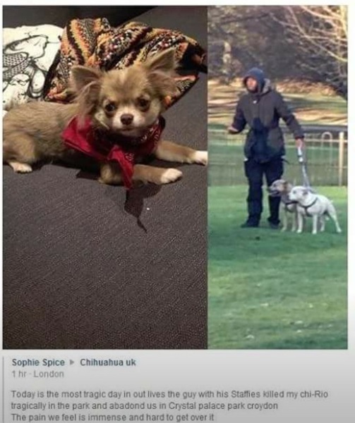 Chihuahua owners - are you constantly terrified of your dog being killed?