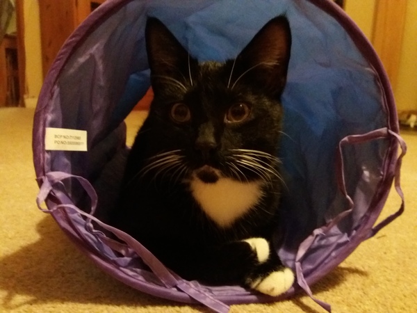 Can you change an adopted pets name?