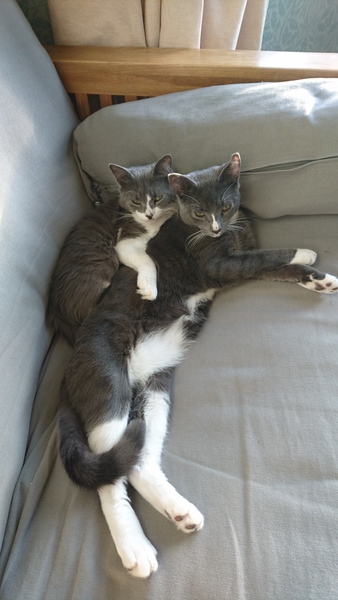 How to monitor food with more than 1 cat?