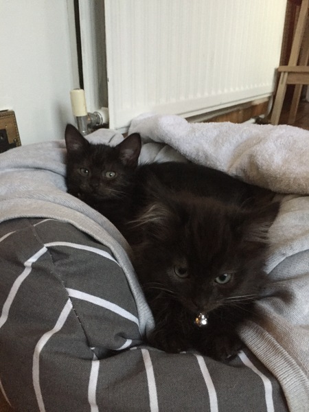 Two kittens easier than one?
