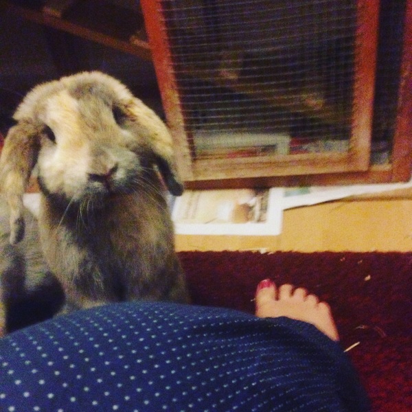 Am I the only one who has full on conversations with their pets?