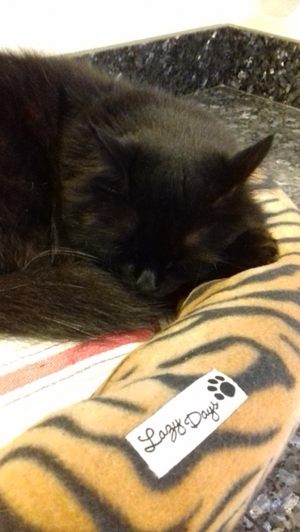 National Black Cat Day