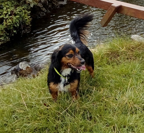 What type of dog do I have? Help please!