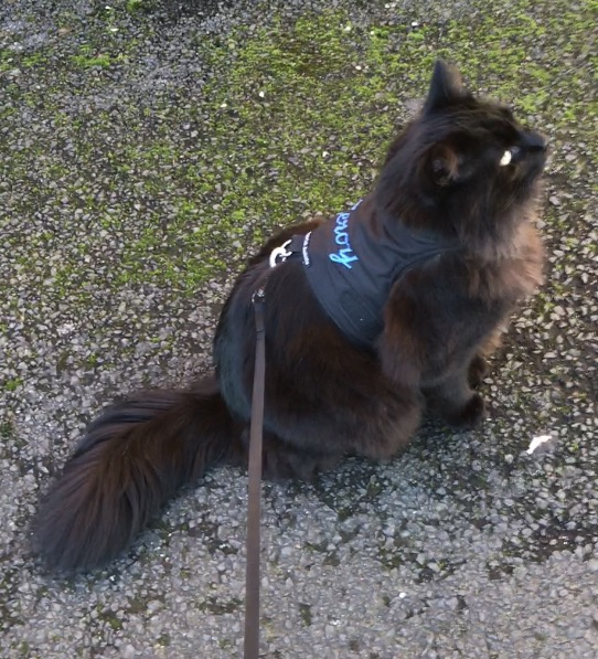 Cats are in charge