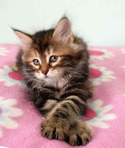 Can we have a cute kitten picture thread