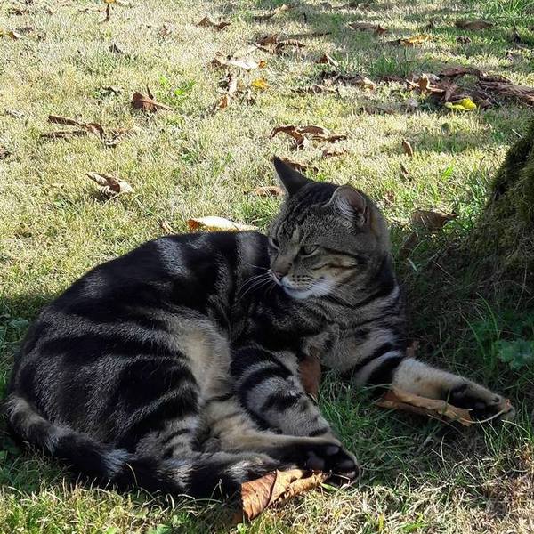 I'm memory of our cats