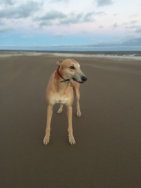 Going from one greyhound to two