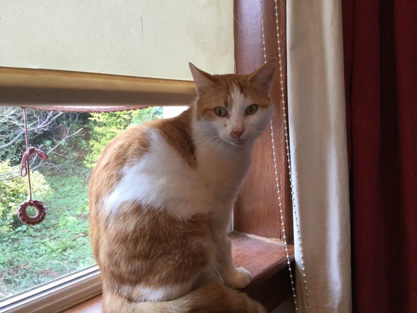 New foster cats arrived