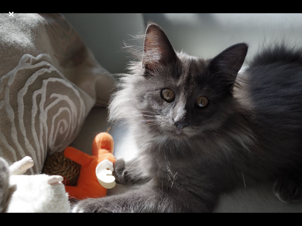 Can we have a cute kitten picture thread
