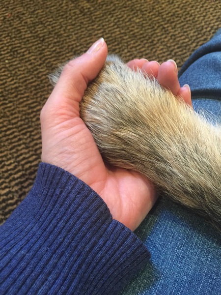 Paw holding needed. Neutering surgery went badly wrong - TMI warning