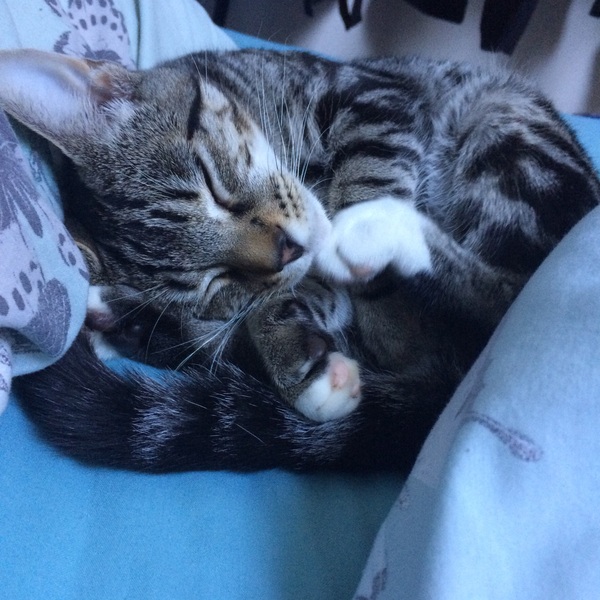 I'm memory of our cats
