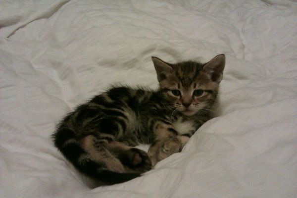 Just an excuse to post a cute cat picture