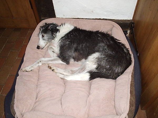 Should I get a greyhound?