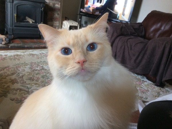 What's the best type of breed of cat to have with kids?