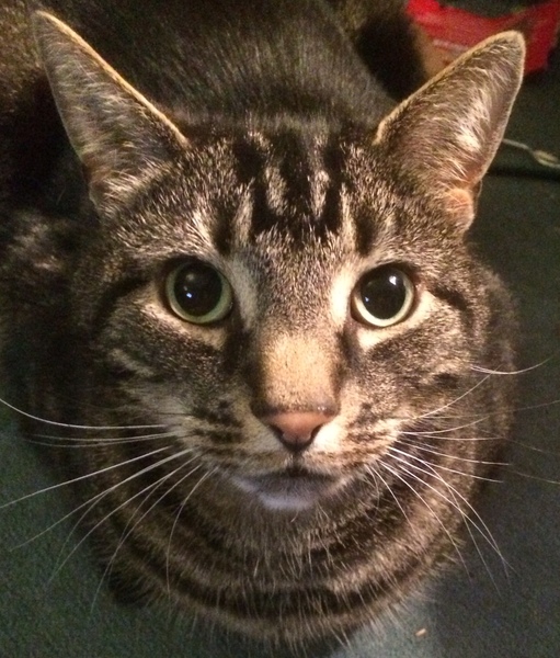 Apparently cats have no facial expressions