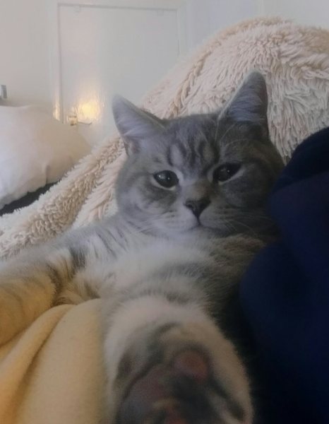 Kitten biting