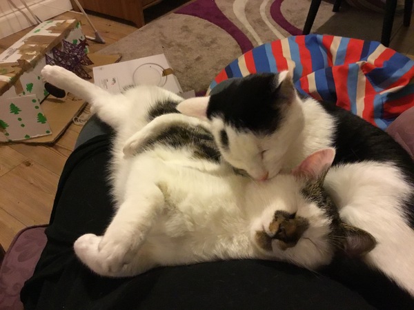 Two kittens easier than one?