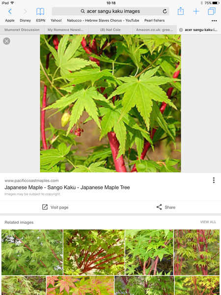 Buying a tree/plant as a gift - please help!