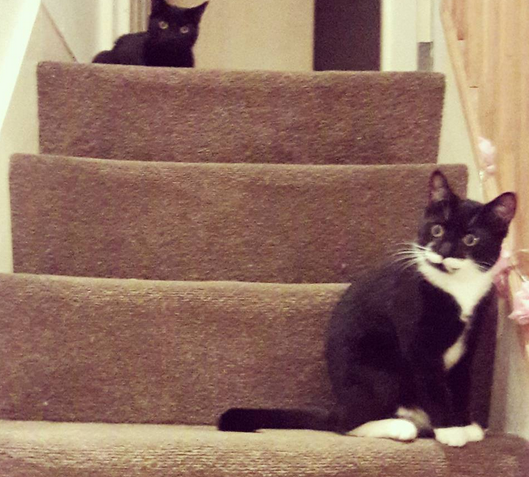 To report my neighbour because of their intruding cat!