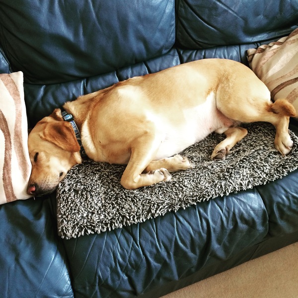 Am I the worst dog owner in the world..