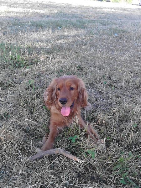 My dog died today