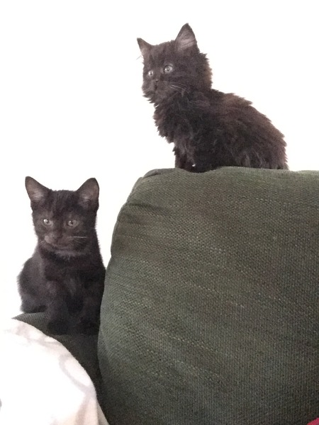 I'm no longer the only female in the house...