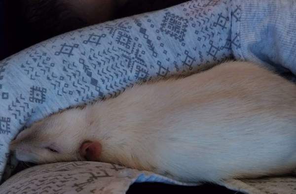 Pet Photo Thread!