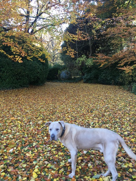 my old dog - please help me work out when enough is enough