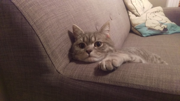Can we have a cute kitten picture thread