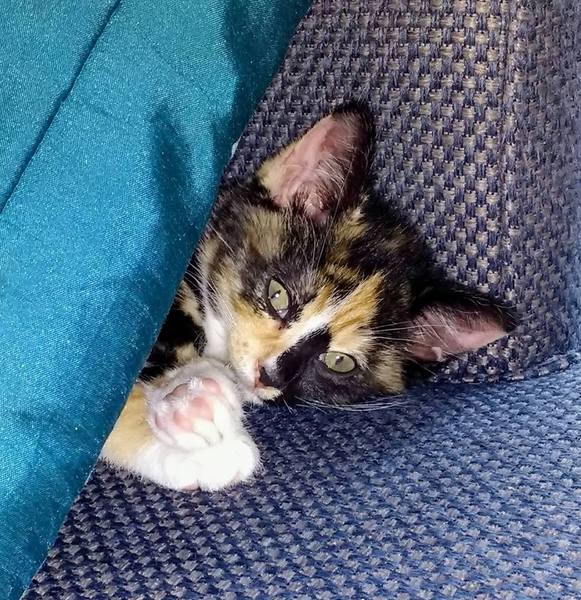 New Kitten (with picture!)