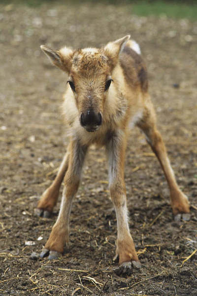 Cute baby animals!! Totally not feminist