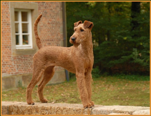If you could have any dog breed in the world...