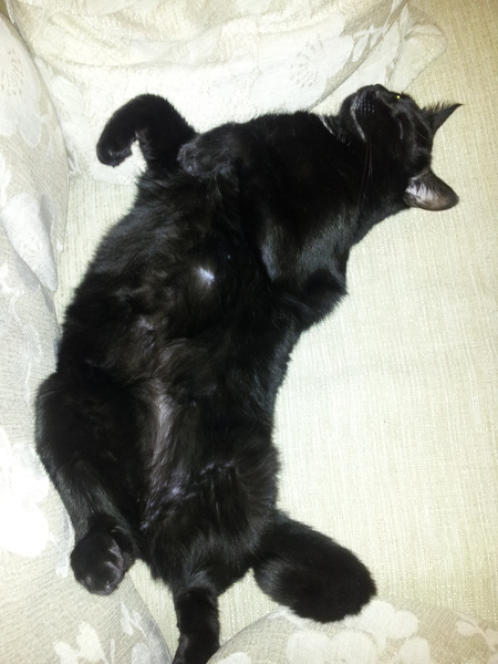 National Black Cat Day