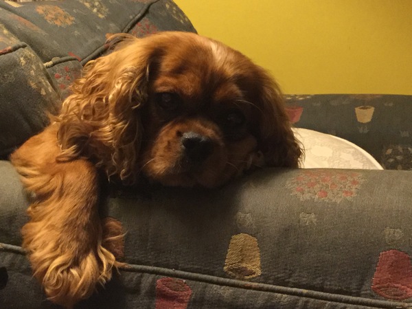 Tell me about Cavalier King Charles Spaniels