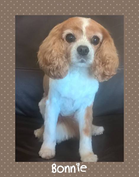 Tell me about Cavalier King Charles Spaniels